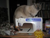 Siamese Cat on Sewing Machine